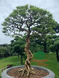 Cây Hoa Nguyệt Quế