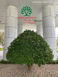 Cây Hoa Nguyệt Quế