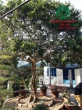 Cây Hoa Nguyệt Quế