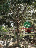 Cây Hoa Nguyệt Quế