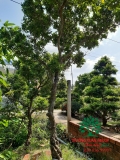 Cây Hoa Nguyệt Quế