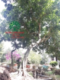 Cây Hoa Nguyệt Quế