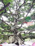 Cây Hoa Nguyệt Quế