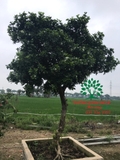 Cây Hoa Nguyệt Quế