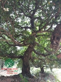 Cây Hoa Nguyệt Quế