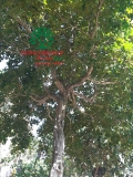 Cây Hoa Nguyệt Quế