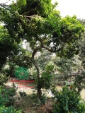 Cây Hoa Nguyệt Quế