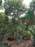 Cây Hoa Nguyệt Quế
