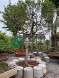 Cây Hoa Nguyệt Quế