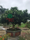 Cây Hoa Nguyệt Quế