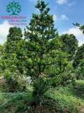 Cây Hoa Nguyệt Quế