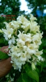 Cây Hoa Nguyệt Quế