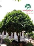 Cây Hoa Nguyệt Quế