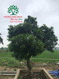Cây Hoa Nguyệt Quế