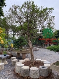 Cây Hoa Nguyệt Quế