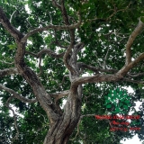Cây Hoa Nguyệt Quế