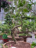 Cây Hoa Nguyệt Quế