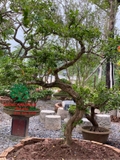 Cây Hoa Nguyệt Quế
