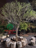 Cây Hoa Nguyệt Quế