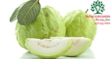 CÂY ỔI
