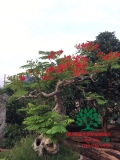 Cây Phượng