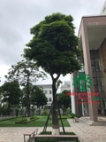 Cây Sang