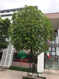 Cây Sang
