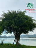 CÂY SANH