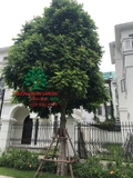 CÂY SẤU