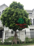 CÂY SẤU