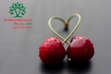 CÂY CHERRY
