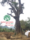CÂY THỊ
