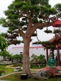 Tùng La Hán