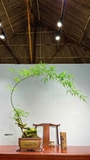 Tre bonsai