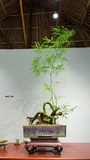 Tre bonsai