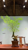Tre bonsai