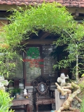 Tre bonsai