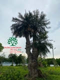 CÂY THIÊN TUẾ