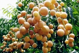 CÂY QUẤT HỒNG BÌ