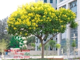 CÂY VÀNG ANH