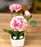 HOA CẨM CHƯỚNG