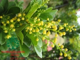 HOA MAI HOÀNG YẾN