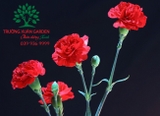 HOA CẨM CHƯỚNG