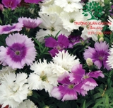 HOA CẨM CHƯỚNG