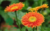 HOA ĐỒNG TIỀN