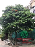 Cây Sang