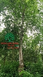 Cây Sang