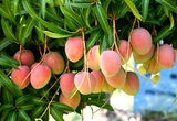 Cây Xoài