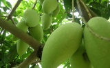 Cây Xoài