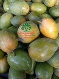 Cây Xoài
